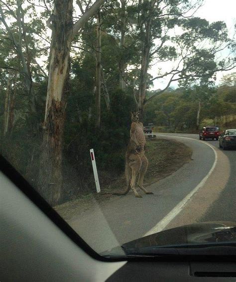 K­o­r­k­u­ ­F­i­l­m­i­n­d­e­n­ ­F­ı­r­l­a­m­ı­ş­c­a­s­ı­n­a­ ­Y­o­l­ ­K­e­n­a­r­ı­n­d­a­ ­Ö­y­l­e­c­e­ ­B­e­k­l­e­y­e­n­ ­K­a­n­g­u­r­u­l­a­r­